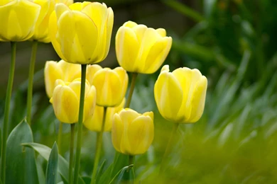 Beautiful Yellow Tulips Flowers Wallpapers Desk
