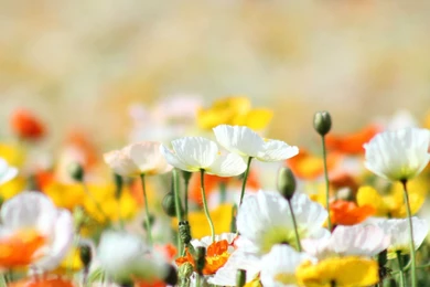 Download Wonderful White Flowers Wallpapers 1383 2560x1600 Px High ...