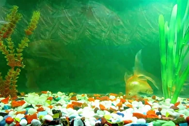 Animated Wallpapers And Desktop Backgrounds Aquarium.mpg   YouTube