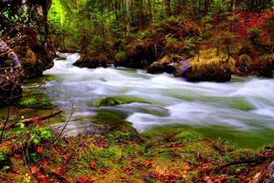 Jungle River HD Wallpapers