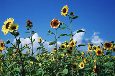 Sunflower Desktop Wallpaper, Sunflower Images, New Wallpapers