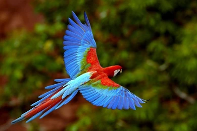Top 10 Most Beautiful Birds   Wallpapers IN Desktop