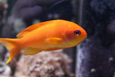 Catfish Desktop Wallpapers