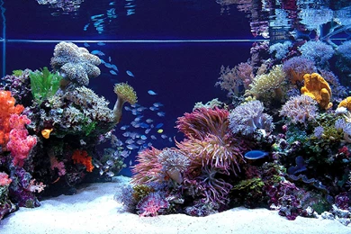 1920x1200px Aquarium Wallpapers