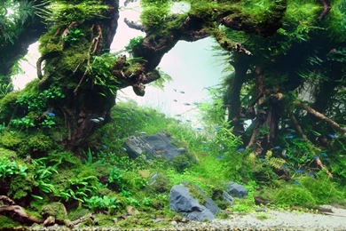 Backgrounds Poster Pics: Backgrounds Layouts For Aquarium