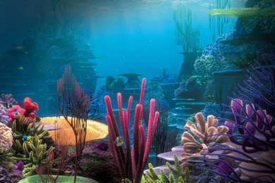 Aquarium Wallpapers   Photography Wallpapers