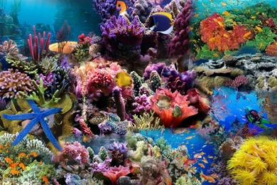 Nature: Aquarium Wallpapers, Aquarium Pictures, Aquarium Photos ...
