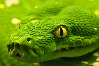 1920x1080 Snake   Green Emerald Boa Desktop PC And Mac Wallpapers