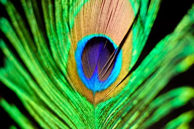 InterfaceLIFT Wallpaper: An Emerald Princess