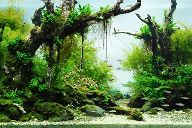 Smaller Festivals Across Thailand In June   Asia Backpackers