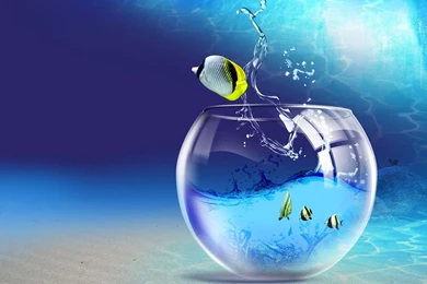 Cimot: Wallpapers Aquarium Fish