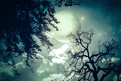 Moon Trees Clouds Dream Stars Wallpapers