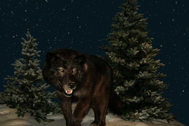 Dogs: Wolf Night Moon Nihgt Stars 1280 Wallpapers Pictures Free For ...