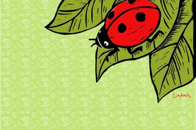 Cartoon Ladybug Images   HD Wallpapers Lovely