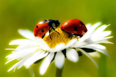 Ladybug On Flowers HD Wallpapers