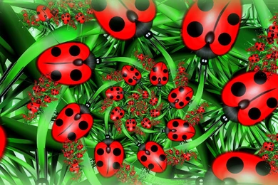 Cute Ladybug Wallpapers Hd Resolution 4GJ   WallPey