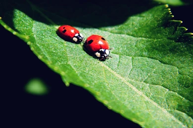 Ladybug Computer Wallpapers, Desktop Backgrounds