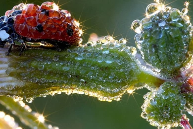 Amazing Ladybug Beautiful Rain Drops Wallpaper HD.jpg