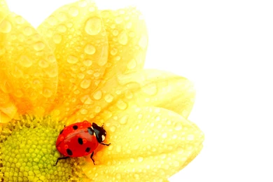 Ladybug On Flower   (