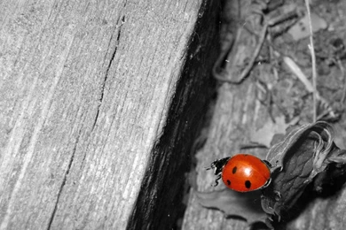 Lady Bug Wallpapers, Lady Bug Myspace Backgrounds, Lady Bug ...