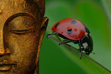 Wallpapers Of Buddha