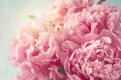 Peonies ★ Find More Cute Vintage Wallpapers For Your