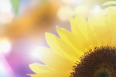 1080x1920 Pretty Flower Wallpapers HD