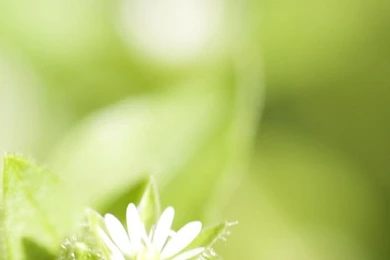 Backgrounds iPhone 4s Wallpapers