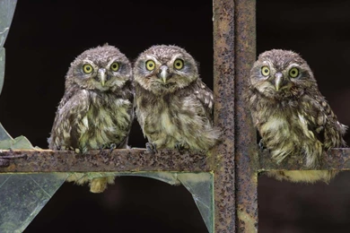 Cute Owls Wallpapers HD Download Of Cute Birds Wallpapers