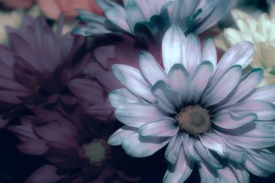 Latest HD Wallpapers   HD Widescreen Wallpapers