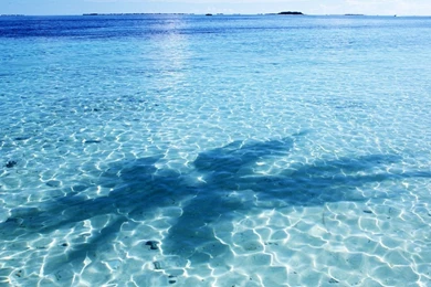 Shade, Wallpapers, Desktop, Background, Images, Nature (