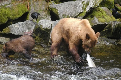 Bear with baby bear.jpg