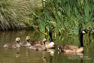 3rd Page Of Desktop, Wildlife Wallpapers / Nature Wallpapers