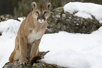 WildLife   Wildlife Wallpapers (21003850)   Fanpop