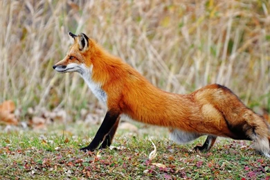 1920x1080 Wildlife Wallpapers Foxes Red Animals Wallpapers   1633758