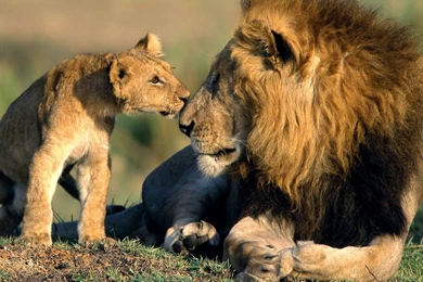 Wildlife Desktop Backgrounds Wallpapers Cave