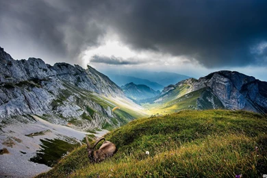 31 Mountain Wildlife Wallpapers :: Wild Life Hd Wallpapers