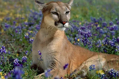 Wildlife Wallpaper Images   Wallpapers