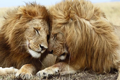 Animals Lions Love Wildlife Wallpapers