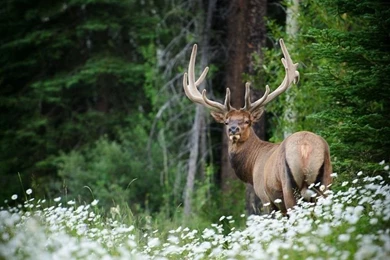 Wildlife wallpaper.jpg