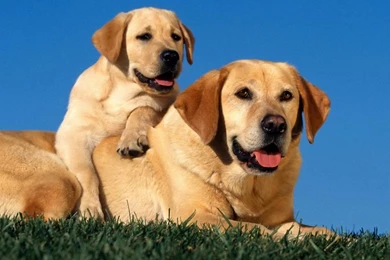 Dog Images Free Download Free Wallpapers For Desktop 12 ...