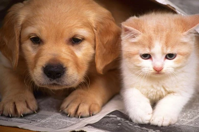 Cats And Dogs Wallpapers Hd Cute Dog And Cat Wallpapers Hd Wallpapers ...