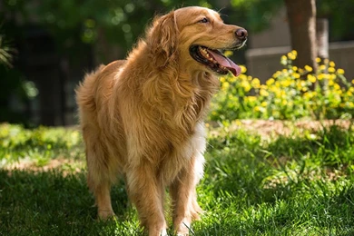 Lovely Dog Images, Dog Eye, Wallpapers Of Dog, Download Dog Images ...