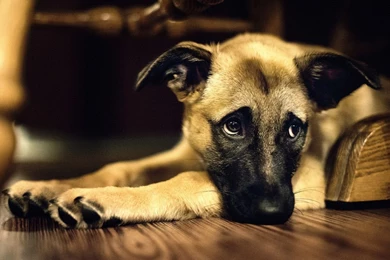 Download Free Cool Dog Wallpapers HD The Quotes Land