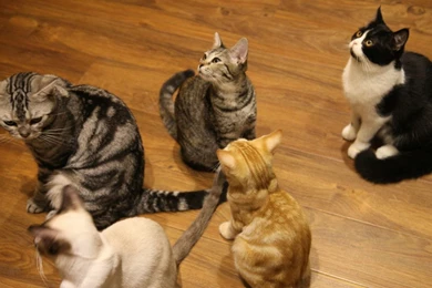 Best Friends, Hd Dog Images, Download Dog Wallpapers, Hairy Dogs ...