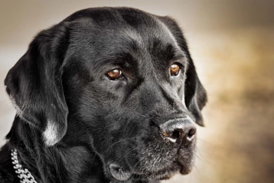 Download Wallpapers 1920x1080 Dog, Muzzle, Collar, Black Dog Full ...