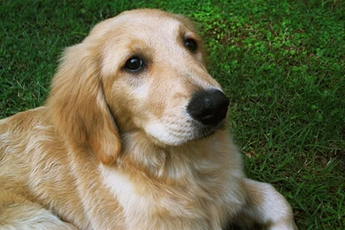 Dog Wallpapers Free Download   Wallpapers HD Fine