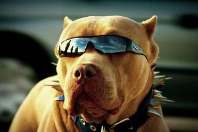 Download Free Cool Dog Wallpapers HD   The Quotes Land