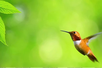 Green bird wallpaper 5.jpg