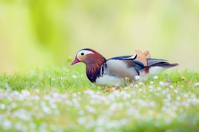 Duck Bird HD Wallpapers Desktop BAckgrounds.jpg